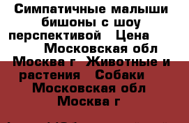 Симпатичные малыши-бишоны с шоу-перспективой › Цена ­ 35 000 - Московская обл., Москва г. Животные и растения » Собаки   . Московская обл.,Москва г.